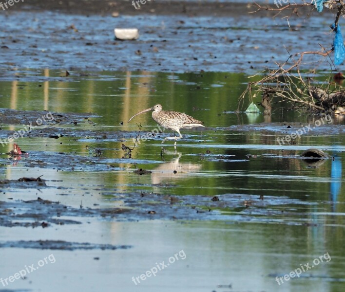 Water Bird Lake Wildlife Shorebird