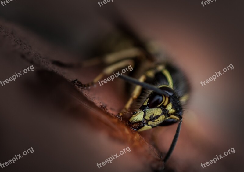 Wasp Insect Nature Macro Close Up