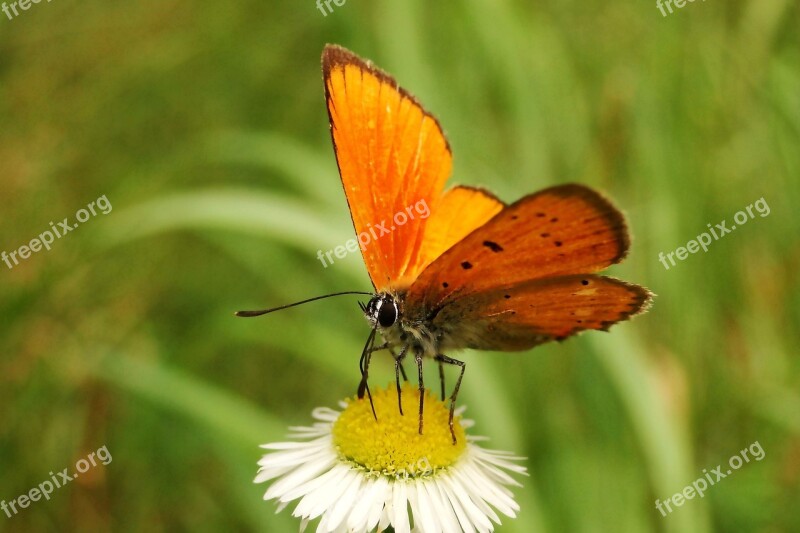 Nature Insect Butterfly Day Summer Animals