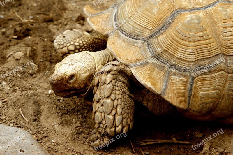 Tortoise Reptiles Exoskeleton Nature Wildlife