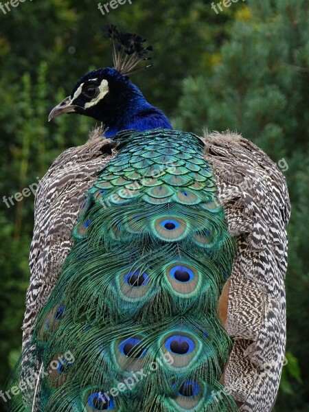 Peacock Bird Peacock Feathers Peacock Feather Zoo