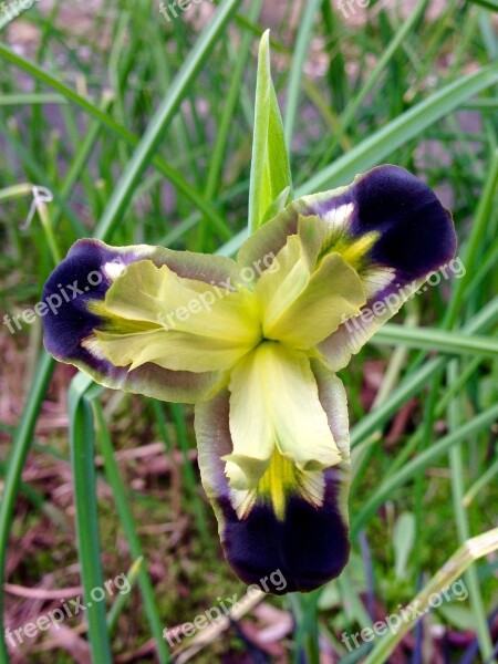 Iris Flower Widow Spring Grass