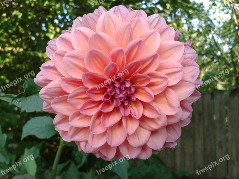 Dahlia Rose Flower Velvet Astrov