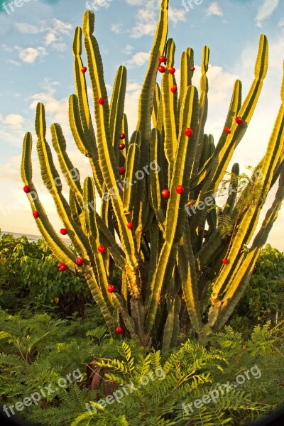 Cactus Nature Flora Outdoors Cactus Fruit