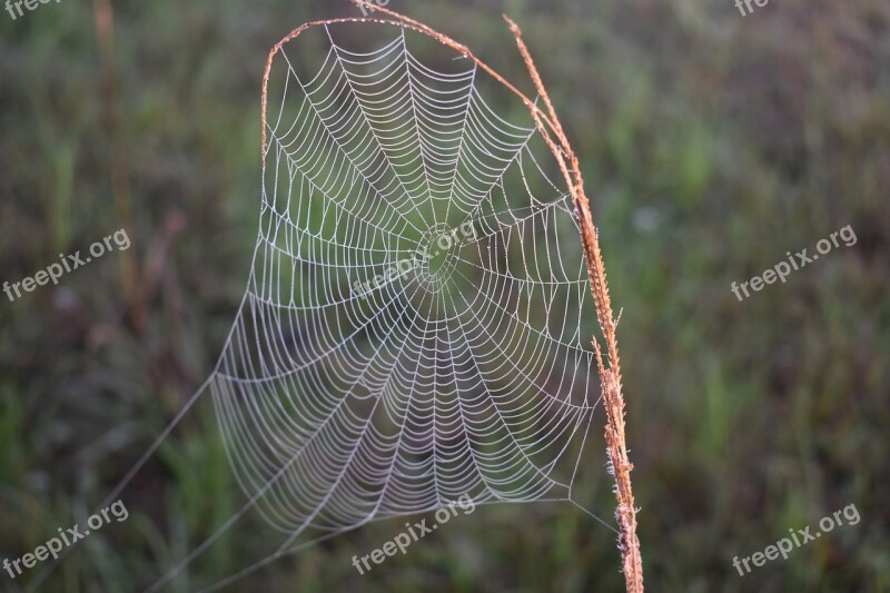 Spider Spiderweb Nature Trap Cobweb