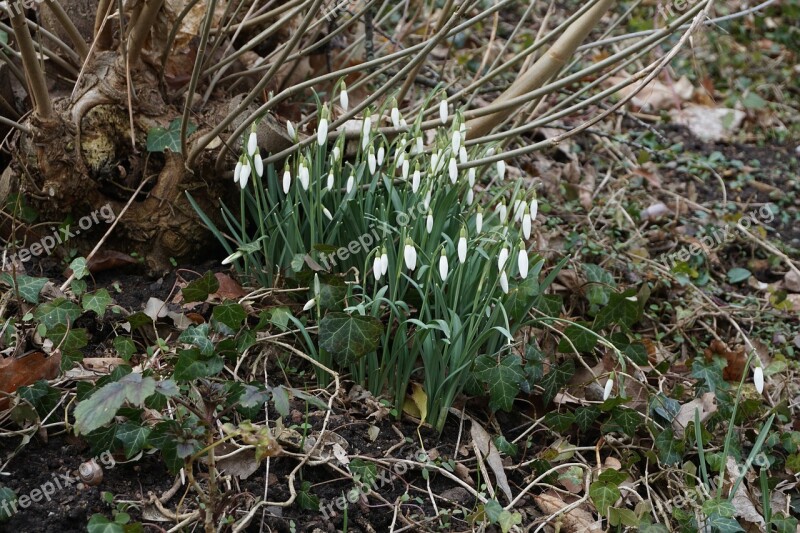 Snowdrop Frühlingsblüher Flower Nature Plant