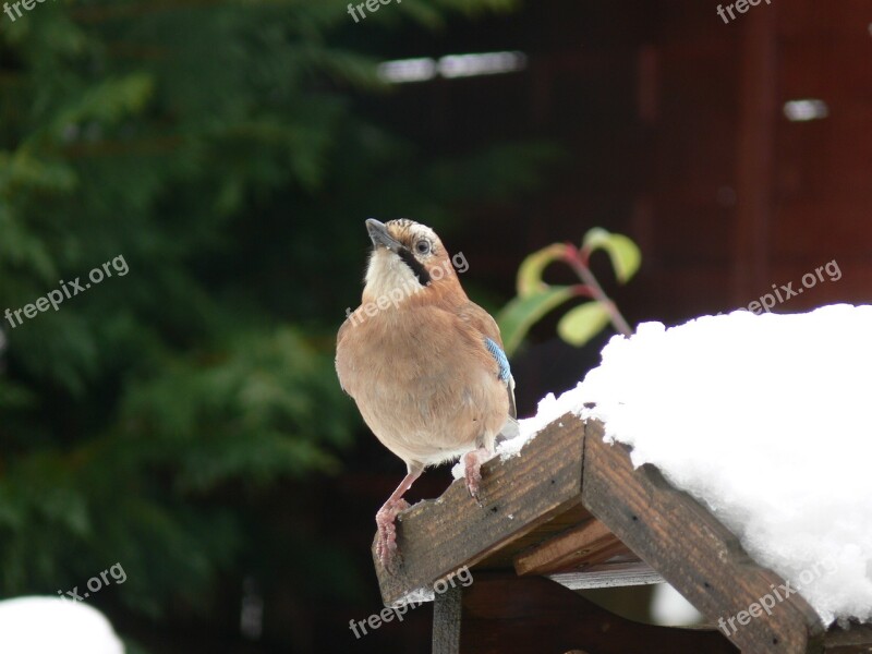 Bird Nature Wildlife Animal Outdoors