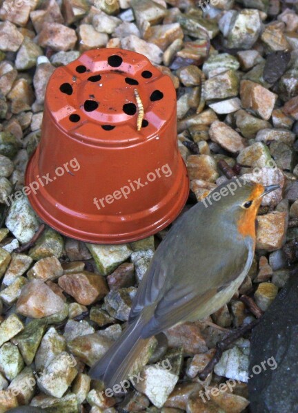 Nature Bird Robin Outdoors Mealworm