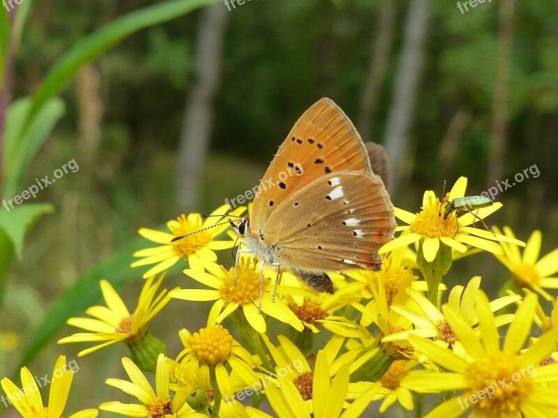 Nature Insect Butterfly Day Summer At The Court Of