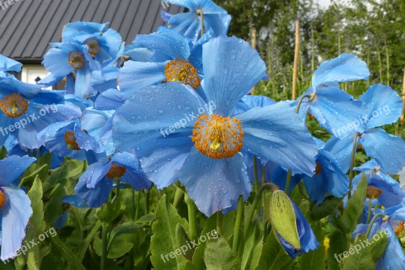 Flower Nature Plant Summer Leaf