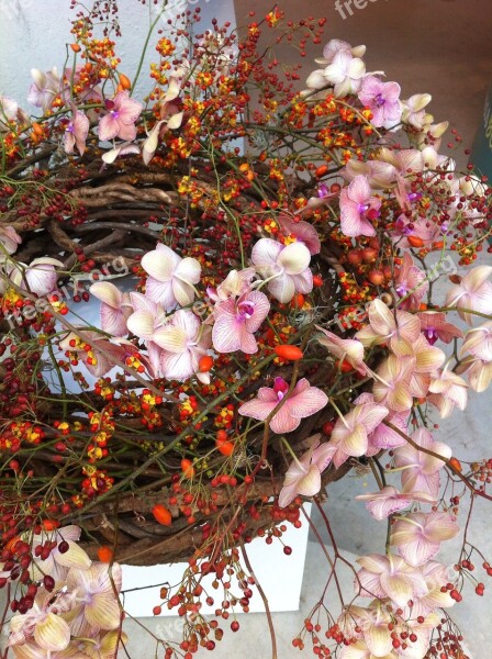 Flower Nature Orchids Rose Hip Wreath