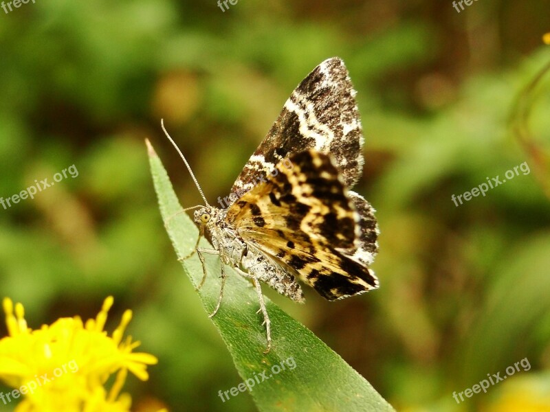 Nature Insect Butterfly Day At The Court Of Invertebrates