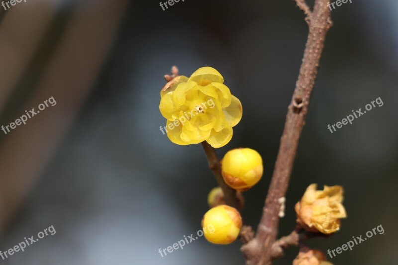 Nature Plum Blossom Chimonanthus Praecox Chinese New Year Winter