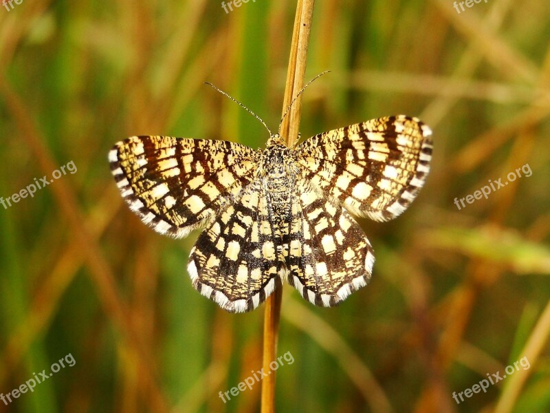 Butterfly Day Insect Nature Animals At The Court Of