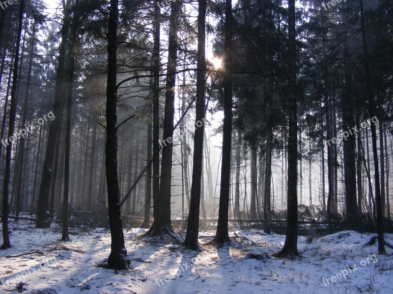 Forest Winter Snow Trees Frost