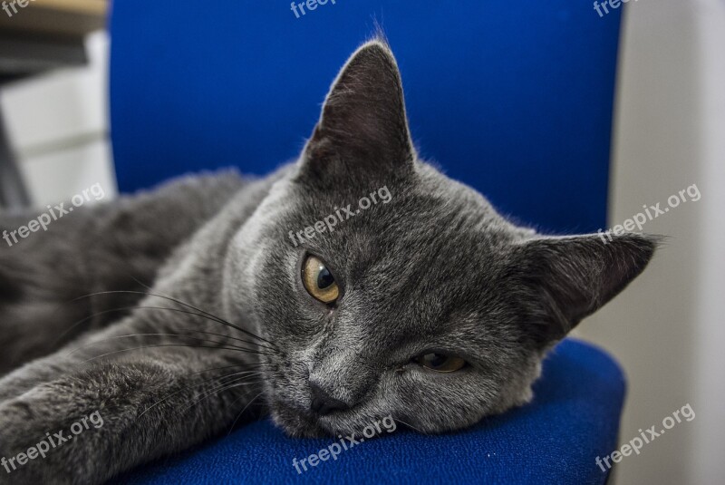 British Blue Cat British Shorthair Tomcat Cat Kitten