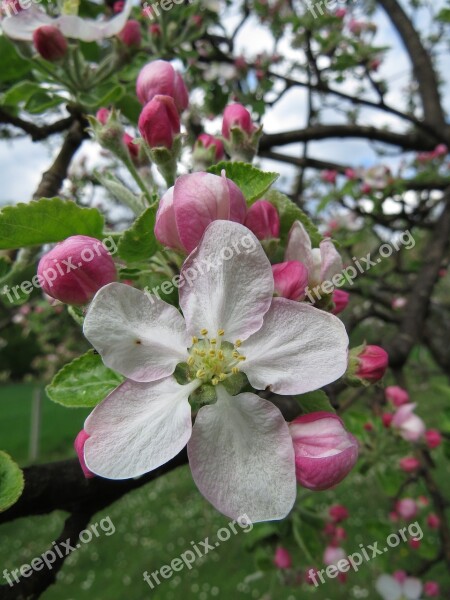 Apple Flower Tree Nature Flora Free Photos