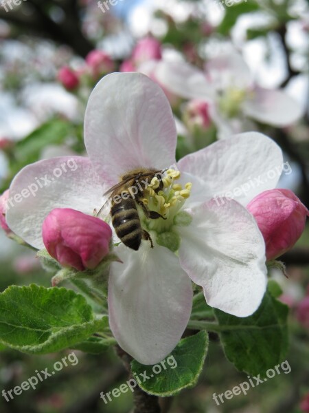 Bee Apple Flower Nature Flora Tree