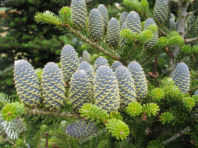 Needle Tree Nature Plants Evergreen Fir