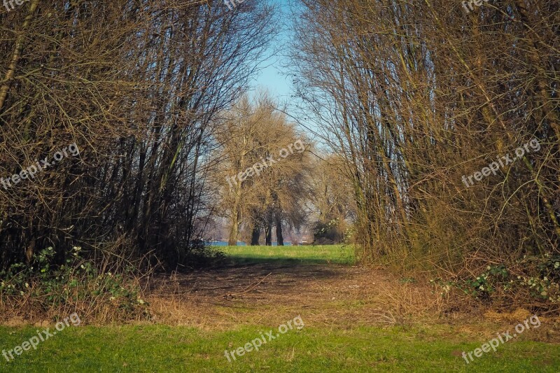 Trees Nature Landscape Grass Wood