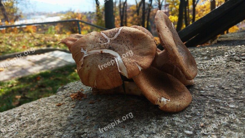 Mushroom Detail Nature Explorer Leaves