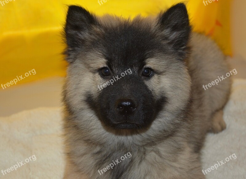 Puppy Pup Dog Christmas Blue Eurasier Puppy Black Muzzle