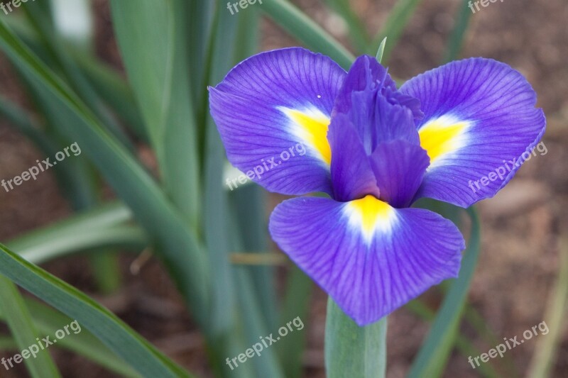 Nature Flora Flower Outdoors Iris