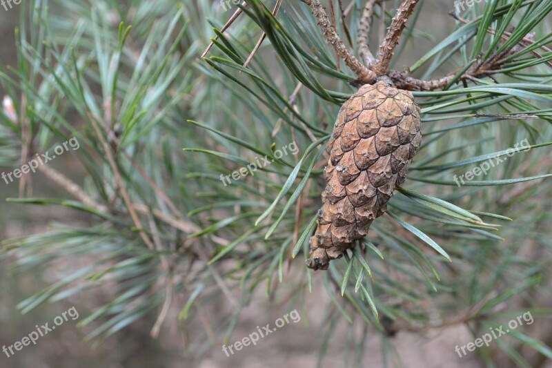 Tree Pine Needle Nature Plants Evergreen