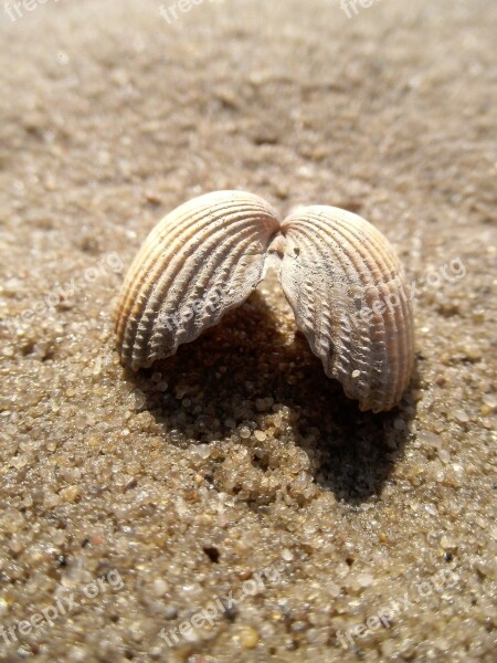 Sand Beach Coast Nature Sea