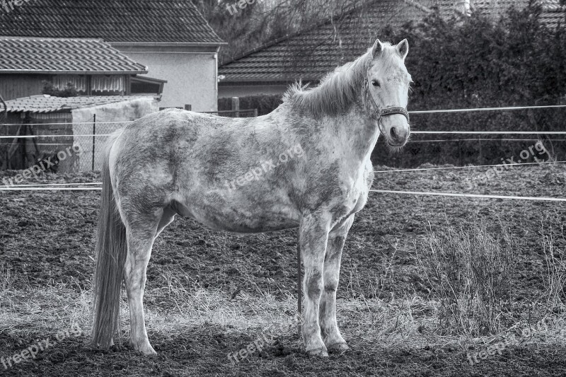 Horse Mold Mammal Animal Farm