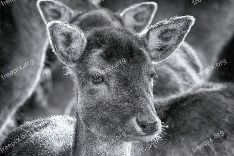 Roe Deer Mammal Animal Nature Animal World