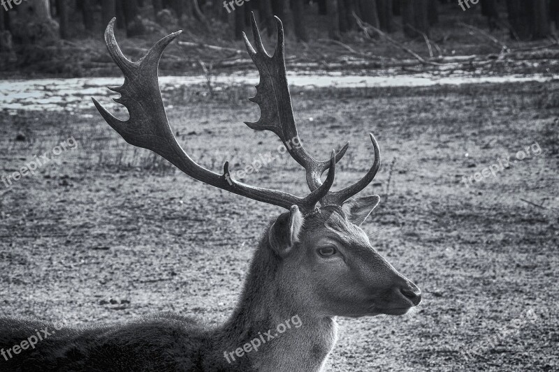 Hirsch Mammal Animal World Antler Fallow Deer