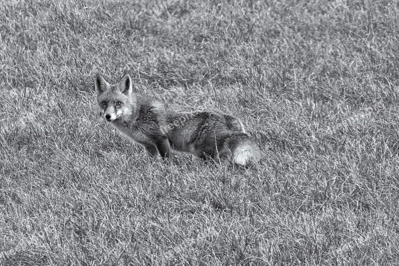 Fuchs Mammal Animal Animal World Nature