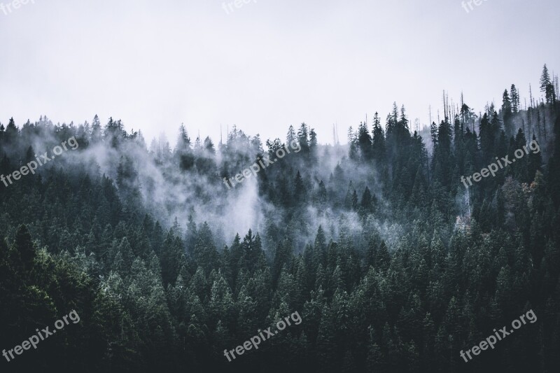 Forest Fog Clouds Nature Landscape