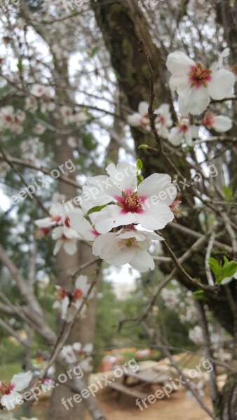 Tree Branch Nature Flower Flora