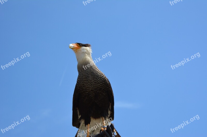 Animal World Bird Nature Sky Bird Of Prey