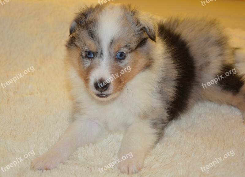 Puppy Pup Shetland Sheepdog Color Blue Merle Dog Olympus