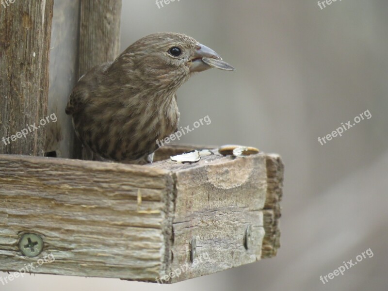 Bird Feeder Outdoors Wildlife Natural