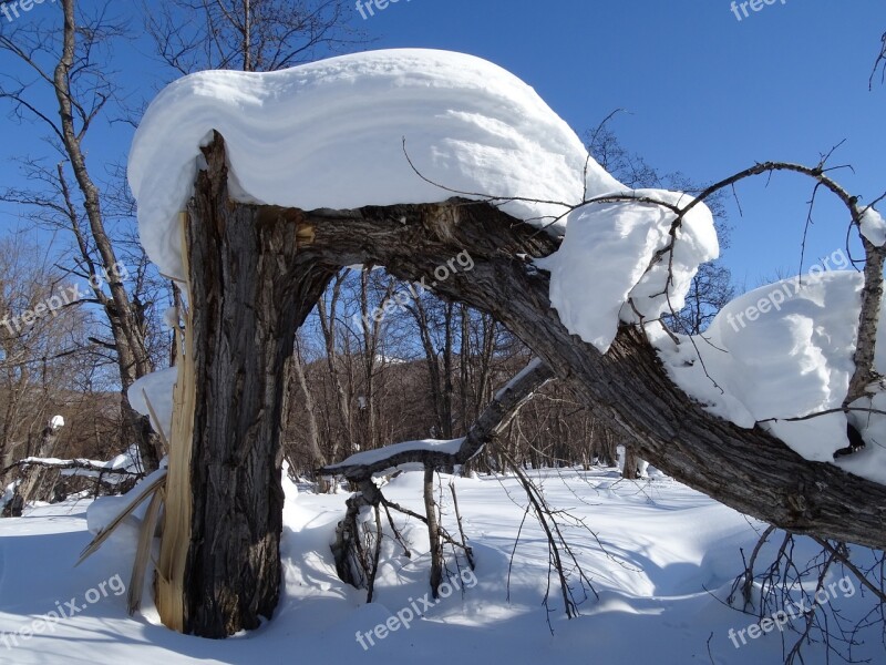 Forest Snowdrift Snow Cap Tree Birch