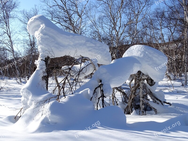 Forest Snowdrift Snow Cap Tree Birch