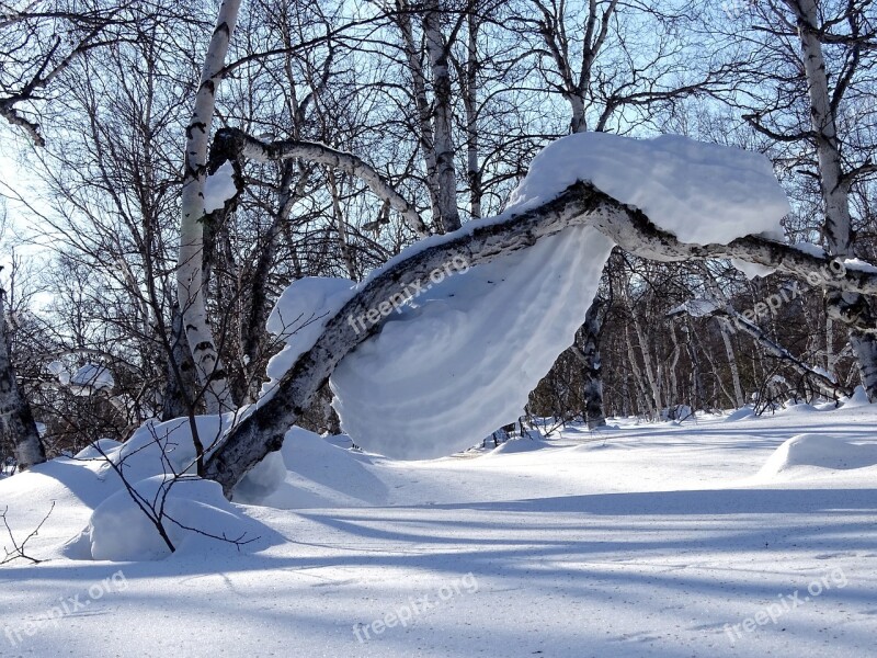 Forest Snowdrift Snow Cap Tree Birch