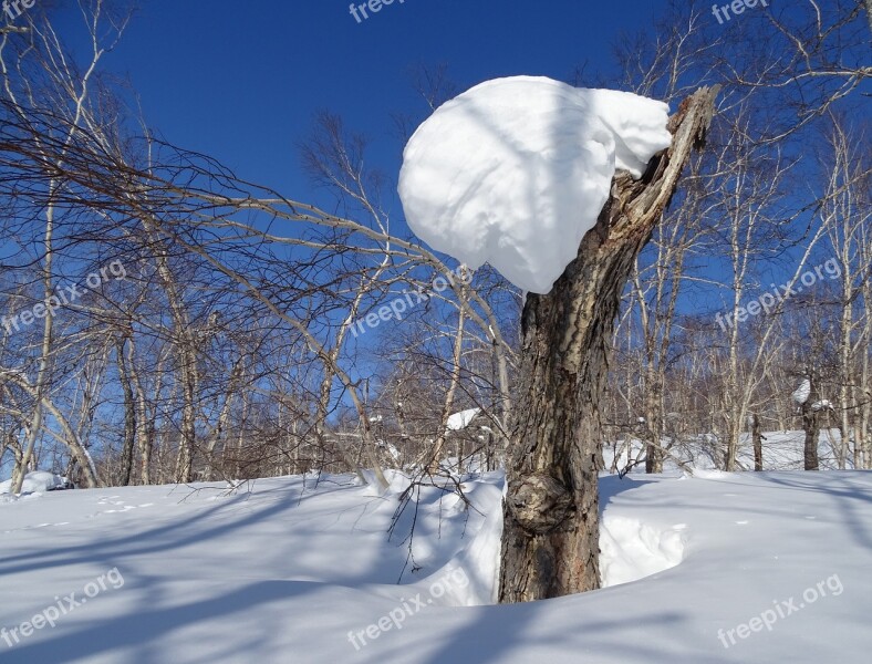 Forest Snowdrift Snow Cap Tree Birch