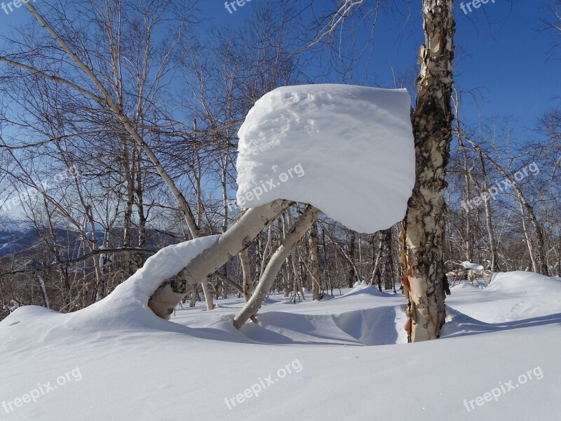 Forest Snowdrift Snow Cap Tree Birch