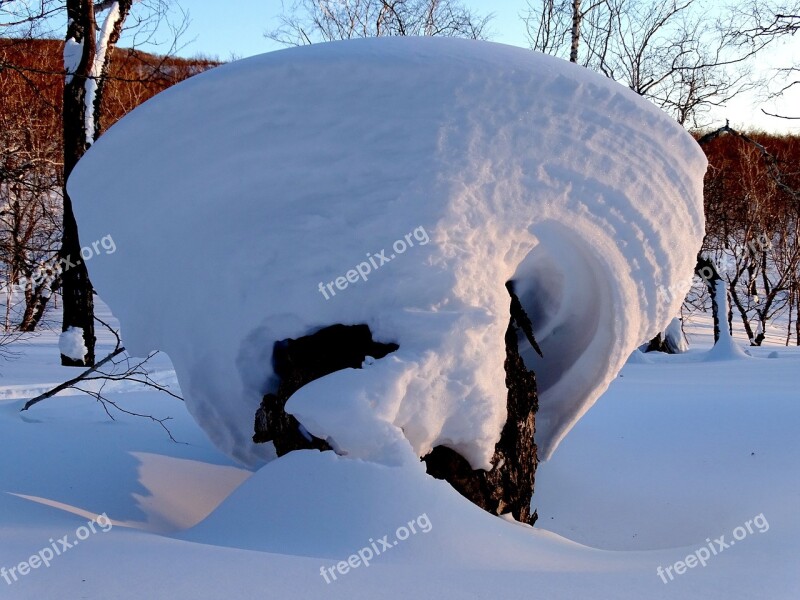 Forest Snowdrift Snow Cap Tree Birch