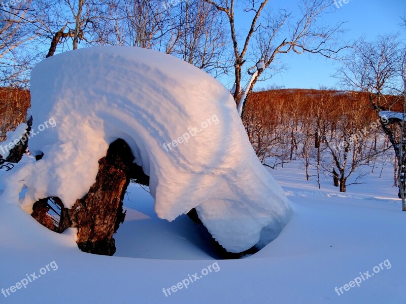 Forest Snowdrift Snow Cap Tree Birch