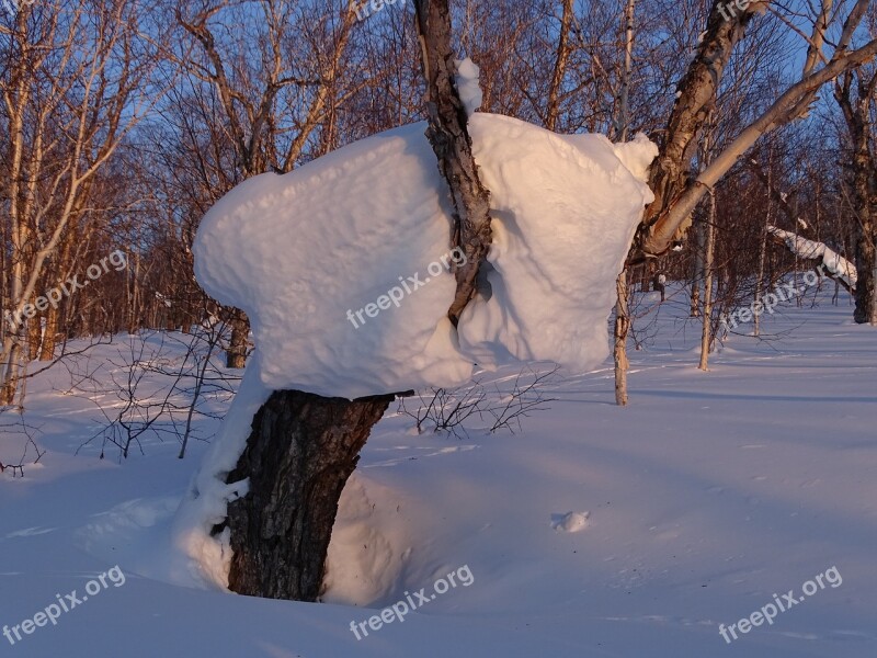 Forest Snowdrift Snow Cap Tree Birch