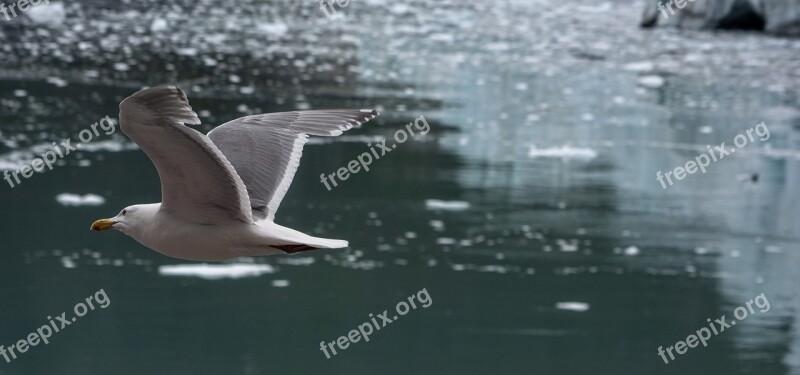 Glaucous-winged Gull Sea Gull Water Nature Sea