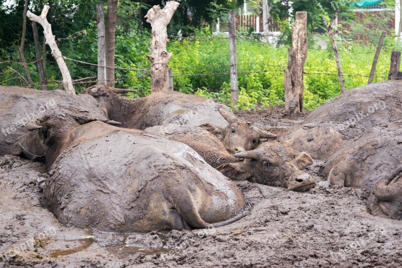 Buffalo Outside Of The House Thailand Countryside People