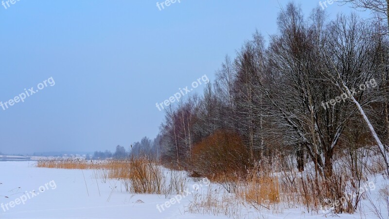 Winter Nature Snow Leann Tree