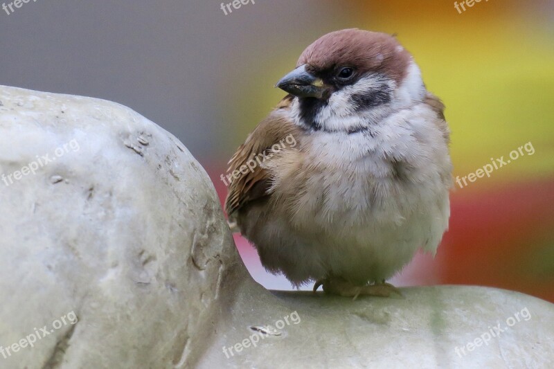 Bird Wildlife Nature Outdoor Animal